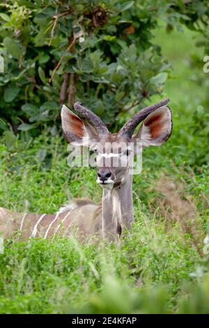 Kudu (Tragelaphus strepsiceros). Maschio. Antelope. Di fronte, tre quarti di giro mostrando avvisatori acustici usurati e scuriti. Grandi orecchie espansive, striscia bianca occhio-naso. Foto Stock
