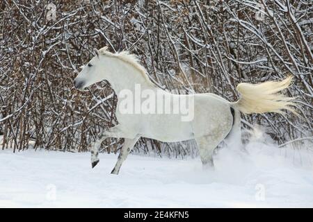 Cavallo bianco che corre in paddock sullo sfondo nevoso cespugli Foto Stock