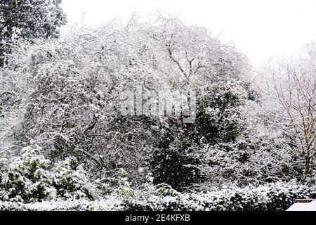 Epsom Surrey London UK, gennaio 24 2021, neve fresca che cade in un ambiente rurale in UN giorno di inverni freddi senza persone Foto Stock