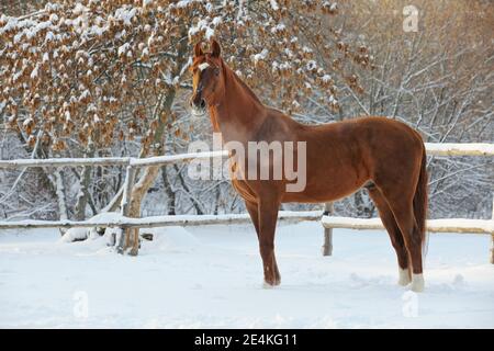 Dressage cavallo purosangue in movimento sul ranch di neve Foto Stock