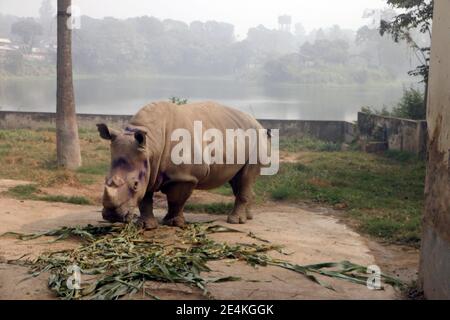 Dhaka, Bangladesh. 18 gennaio 2021. La solitaria signora rinoceronte Kanchi vive da sola nello zoo nazionale dalla morte del suo partner Kanchan sette anni fa. L'animale soffre spesso di depressione. In realtà, lo zoo è alla ricerca di un partner per l'animale di 13 anni. A causa delle restrizioni di Corona, finora ciò non è stato risolto. Credit: Nazrul Islam/dpa/Alamy Live News Foto Stock