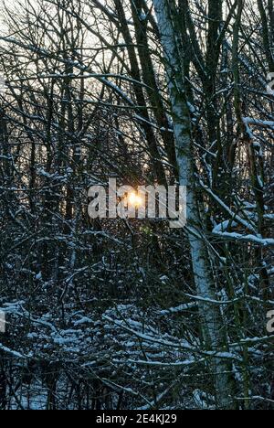 fitta foresta invernale al tramonto - il sole si infrange la foresta innevata Foto Stock