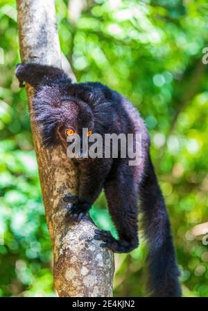 Lemure nero (Eulemur macaco) su un albero Foto Stock