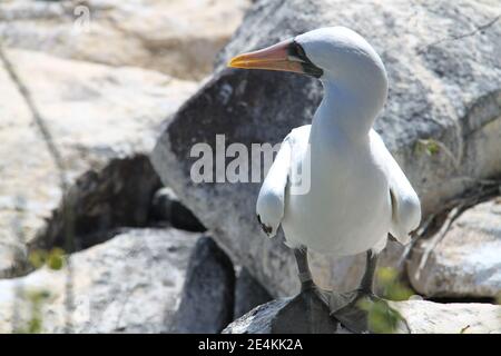 Uccello Booby di Nazca alle isole Galapagos Foto Stock