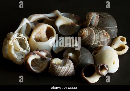 Un assortimento di conchiglie a verricello raccolte sulla linea di trefoli dopo una tempesta di inverni. Nel Mare del Nord predominano le specie Periwinkle comune e piana Foto Stock