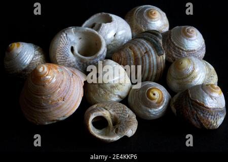 Una collezione di Top Shells trovati lavati sulla linea di trefoli dopo una tempesta invernale. Le specie comuni del Mare del Nord sono il Grey e Flat Top Shell Foto Stock