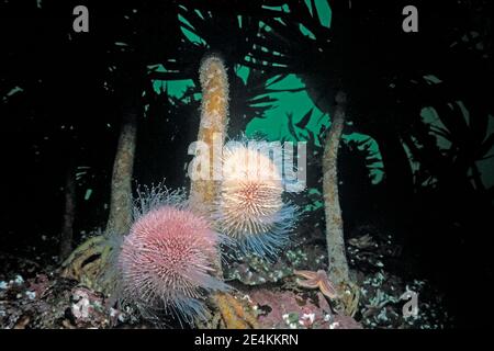 Riccio di mare comune o commestibile (Echinus esculentus) con piedi di tubo estesi, sott'acqua UK. Foto Stock