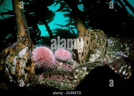 Ricci di mare comuni o commestibili (Echinus esculentus) che pascolano su roccia che sostiene la foresta di kelp, Regno Unito. Foto Stock