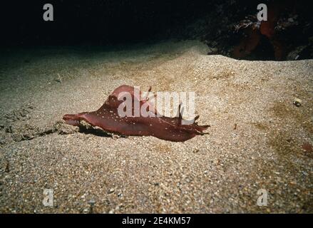 Lepre di mare (Aplysia punctata) coppia che migrano da terra a razza, Regno Unito. Foto Stock