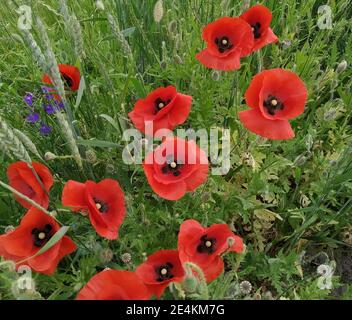 Papaveri rossi tra le erbe di campo. Bellissimi fiori selvatici. Petali rossi. Foto Stock