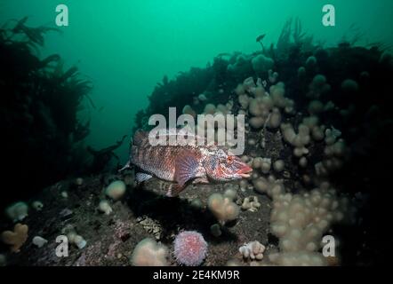 Ballan wrasse (Labrus bergylta) nuoto di fronte a una barriera corallina, Regno Unito. Foto Stock