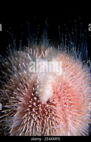 Riccio di mare maschile (Echinus esculentus) che rilascia sperma, Regno Unito. Foto Stock