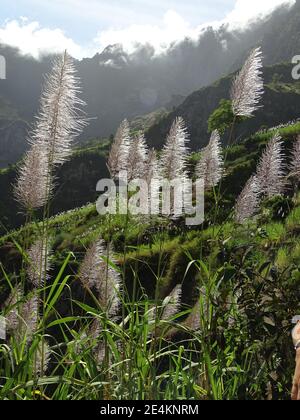 Piantagioni di canna da zucchero, Capo Verde, Isola di Santo Antao. Foto Stock