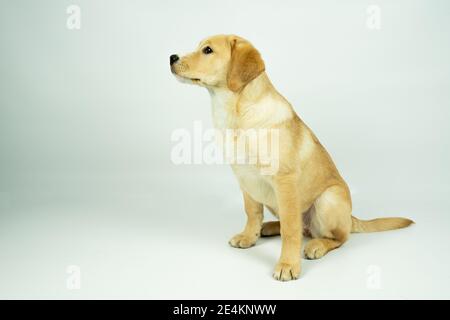 Ritratto di un cucciolo di un cane Labrador Retriever crossbreed seduto, con uno sfondo bianco Foto Stock