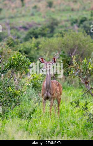 Kudu (Tragelaphus strepciseros). Una sola femmina in piedi testa, rivolta in avanti, tutti i sensi allertano. Verde bosco savana macchia vegetazione, pioggia recente. Foto Stock