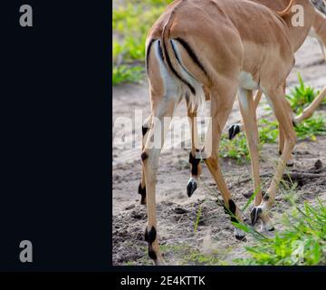 Impala (Aepyceros melampus). Segni di rigonfiamento, coscia, tenone, caviglia, lucchetti, ghiandole nere gonfie associate, chiodi di garofano, zoccoli, camminate di animali femminili Foto Stock