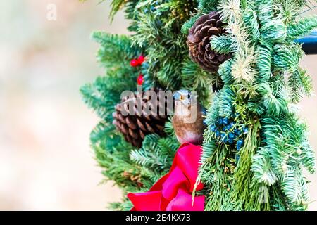 Closeup di un maschio orientale Bluebird arroccato in una corona di Natale con una bacca in bocca. Foto Stock