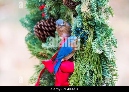 Closeup di due bluebirds orientali arroccati in una corona di Natale, uno guardando sopra mentre l'altro mangia le bacche nella corona. Foto Stock
