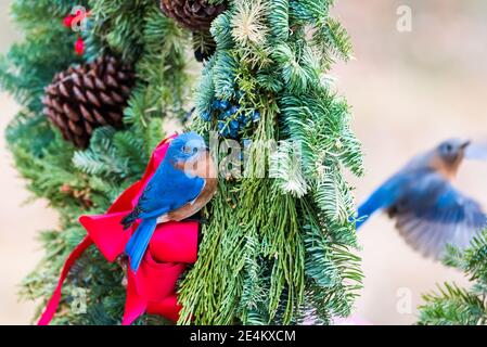 Un Bluebird orientale arroccato in una corona di Natale mentre un altro vola via dietro la corona. Foto Stock