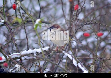 Un passero maschile (Passer domesticus). Uccelli comuni del Regno Unito in inverno. Ross su Wye, Inghilterra, Regno Unito Foto Stock