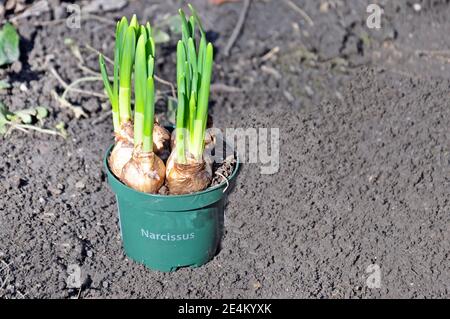 I bulbi di fiori di narciso (Narcissus) giovani piantano in una pentola, pronti per piantare in terreno da giardino. Copia testo spazio. Foto Stock