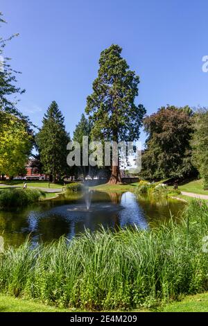 L'albero di sequoie gigante, piantato dalla famiglia Rothschild nel 1856, Tring Memorial Gardens, Tring, Hertfordshire, Regno Unito. Foto Stock