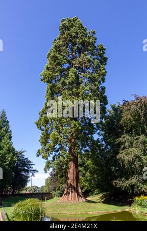 L'albero di sequoie gigante, piantato dalla famiglia Rothschild nel 1856, Tring Memorial Gardens, Tring, Hertfordshire, Regno Unito. Foto Stock