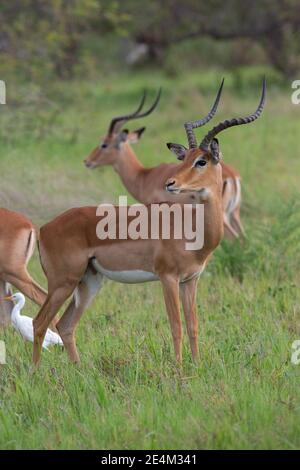 Impala (Aepyceros melampus). Corno maschile, in piedi, guardando sopra la spalla, tutti i sensi attenti consapevoli, atteggiamento cautelare. Vegetazione verde, Botswana. Foto Stock