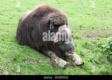 Muskox in un campo Foto Stock