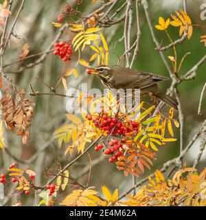 Redwing nutrire su Berries. Foto Stock