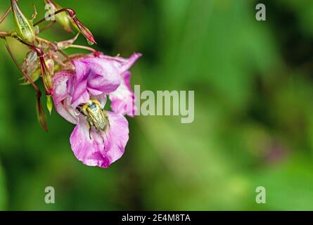 Himalaya Balsam, impaziens glandulifera, fiori primo piano. Proviene dagli Himalayes ed è ora una pianta di fioritura invasiva nel Regno Unito