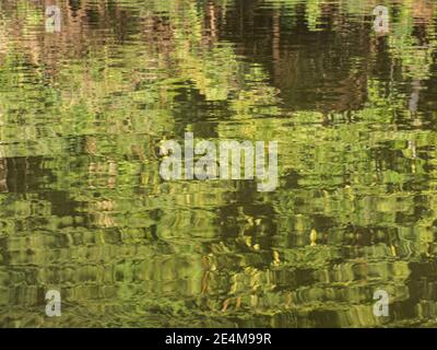 Sfondo. Riflesso del muro di una verde foresta pluviale in una laguna nella foresta amazzonica, l'inferno verde dell'Amazzonia. Selva sul confine di Fr Foto Stock