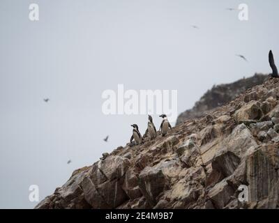 Vista panoramica del gruppo Humboldt pinguino Sfenisco humboldti sulle Isole Ballestas Island Paracas Riserva Nazionale Perù Sud America Foto Stock