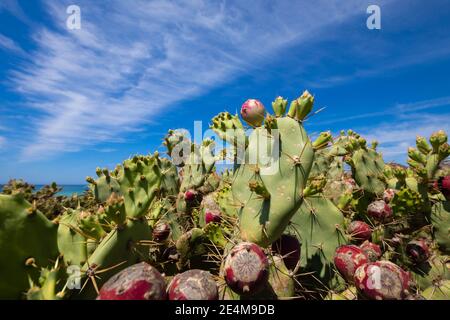 Frutti di fico viola in pianta verde cactus opuntia ficus-indica (chiamato anche Cactus Pear, Nopal, fichi opuntia, fico barbaro, spineless, prickly, chumbera) A. Foto Stock