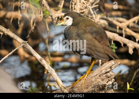 Waterhen di razza bianca (Amaurornis phoenicurus) Foto Stock