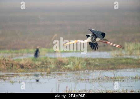 Stork dipinto (Mycteria leucpcephala) in volo Foto Stock