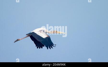 Stork dipinto (Mycteria leucpcephala), giovanile in volo Foto Stock