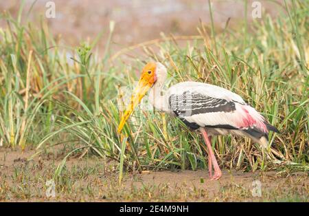 Painted Stork (Mycteria leuppcephala) pesca tra canne Foto Stock