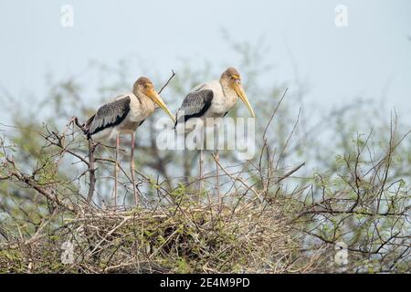 Painted Stork (Mycteria leucpcephala) giovani su nido Foto Stock