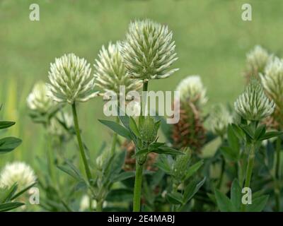 Fiori bianchi di trifoglio di zolfo, trifolium ocroleucon, che cresce in un giardino Foto Stock