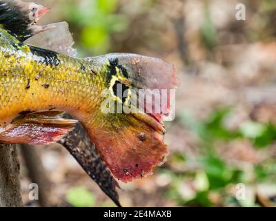 Coda di pesci sudamericani. Nome originale: Peacock Cichlid, Cichla ocellaris. Peacock Bass, famiglia Cichlidae, Amazzonia. Foto Stock