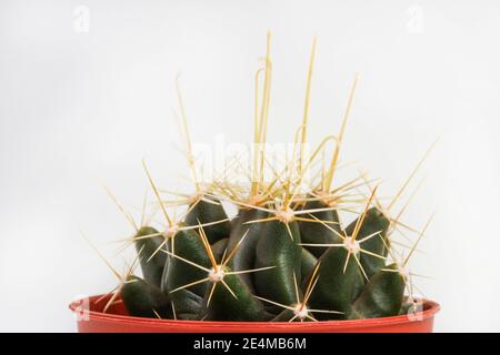Cactus con ganci lunghi della spina in una pentola isolata sopra bianco Foto Stock