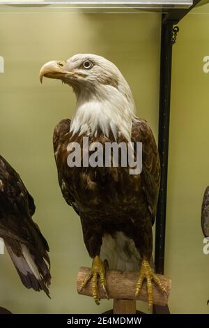 Un'aquila baldena ripiena/conservata (Haliaeetus leucofalo) dal Nord America, Museo di Storia Naturale a Tring, Herts, Regno Unito. Foto Stock