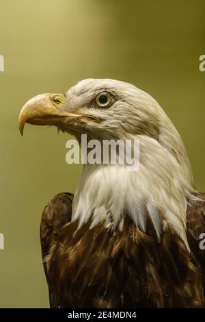 Un'aquila baldena ripiena/conservata (Haliaeetus leucofalo) dal Nord America, Museo di Storia Naturale a Tring, Herts, Regno Unito. Foto Stock