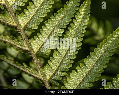 Sporangium sulle foglie sottostanti Fern Foto Stock