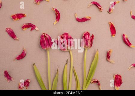 Tre tulipani asciutti con petali su sfondo color sabbia, motivo floreale Foto Stock