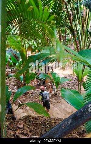 Uomo che guarda le foglie giganti della palma di Coconuts di mare (Lodoicea maldivica) o Coco de Mer nel parco naturale Vallée de mai dell'isola di Praslin. Foto Stock