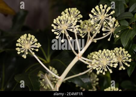 Fatsia japonica - Giapponese aralia Foto Stock