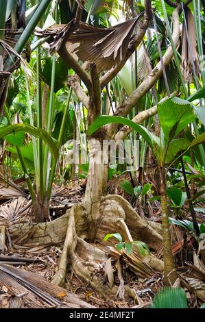 Fico selvatico (Ficus insipida) radici nella foresta tropicale Foto Stock