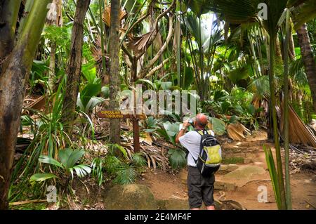 Uomo che guarda le foglie giganti della palma di Coconuts di mare (Lodoicea maldivica) o Coco de Mer nel parco naturale Vallée de mai dell'isola di Praslin. Foto Stock